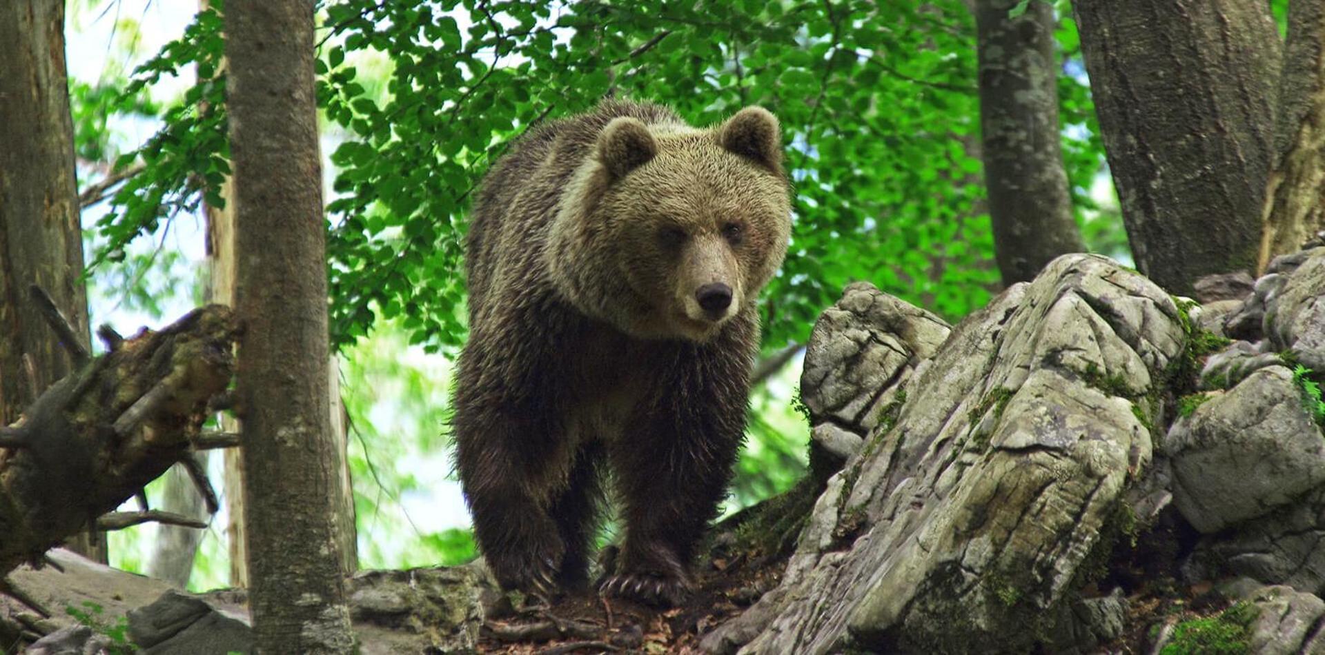 Cherry House - Cosy House - Ideal For Bear Watching, In The Neighborhood Of The Medieval Sneznik Castle Stari Trg pri Lozu Extérieur photo
